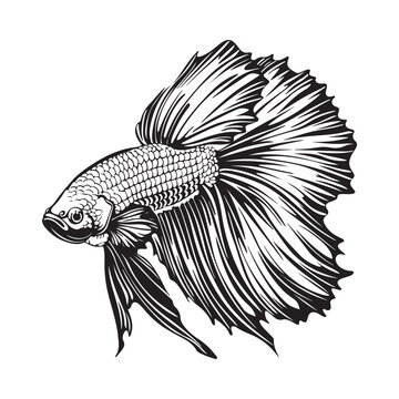 Betta fish vector illustration, fighting fish logo design image Vector Art , black and white Betta fish