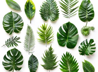 Different tropical leaves on white background