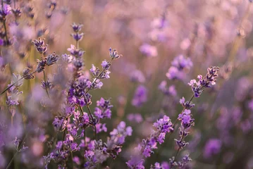 Fototapeten Lavender landscape, floral background for banner. Lavender field in Provence in soft sunlight. Photo with blooming lavender. Lavender flowers with bokeh on sunset closeup. Composition of nature. © Serhii