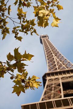 Glimpses of the Eiffel Tower peek through the autumn leaves, a symbol of Paris in the midst of fall's transition