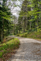 Hiking trail to the Schöpfl summit in St. Corona in  Vienna Woods with beech  and  fir trees in...