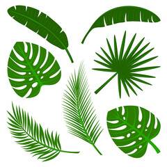 Tropical palm leaves set isolated on white background. Vector illustration, colorful design elements collection.