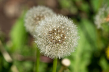 Close up of dandelion seedhead (taraxacum)