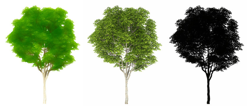 Set or collection of London Plane trees, painted, natural and as a black silhouette on white background. Concept or conceptual 3d illustration for nature, ecology and conservation, strength, beauty