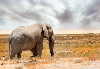 Fototapeta na wymiar Ghost Elephant of Etosha - this is due to the light colour of the elephant and surrounding area.