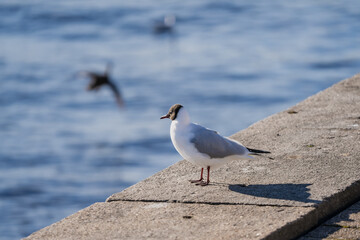 Laughing gull Leucophaeus atricilla in the city next to a water waiting for food