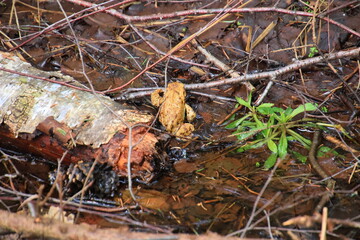 frog in water on foliage