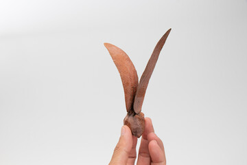 Gurjan or yang is shaped like a shuttle. The dried fruit is reddish-brown and has 1 seed inside....