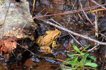 frog in water on foliage