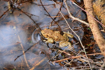 frog in water on foliage