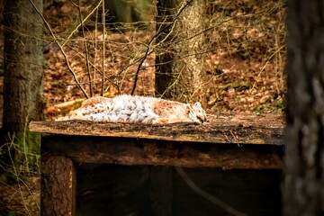squirrel in the forest