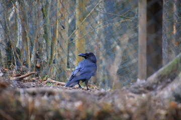 blue jay on a branch