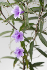 Ruellias, wild petunias is a small shrub with single, opposite leaves. The leaves are long and slender, with a pointed tip and a rounded base. The flowers come in clusters of 2-3 flowers per bouquet. 