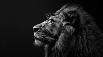 Majestic Black-Maned Male Lion Displaying Fearless Courage in the Wilderness