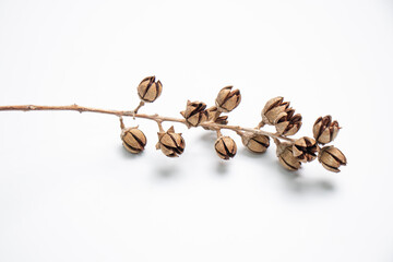 ฺBeautiful flower concept - dried Bouquet flowers which have brown color on white background. Flower for decoration.