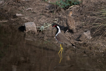 red-wattled lapwing or Vanellus indicus at a pond at Jhalana Reserve in Rajasthan India