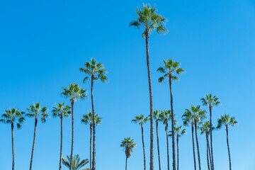 tropical tall African Sabal fan palms gracefully sways against blue sky, transcendence infinity...
