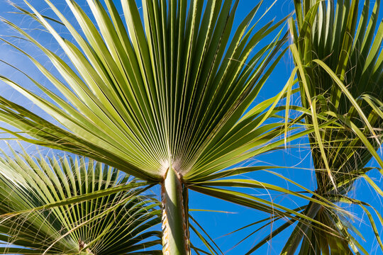 close-up dense leaves tropical leaf African Sabal fan palm tree, background deciduous palm tree on blue sky, concept transcendence, infinity, banner for design