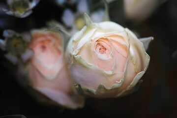 The pink rose close-up photo