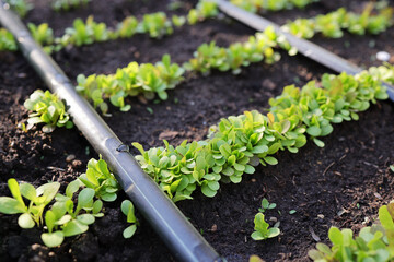 An automated drip irrigation system watering lettuce plants grown in a garden bed, using biological methods. An automated drip irrigation system has been installed. Home gardening concept