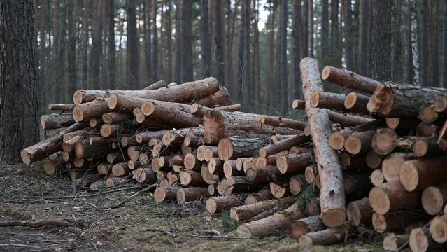 Pile of firewood in forest. Cut pine forest, logs for heating houses in cold season