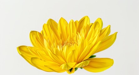 head of yellow dandelion flower isolated on white background. summer concept. space for text, advertising