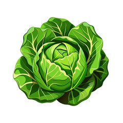 Cabbage with big bright green leaves. Fresh and healthy food. Vegetarian nutrition