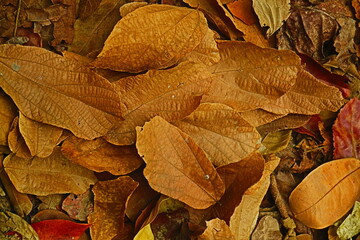 Leaves on the ground 