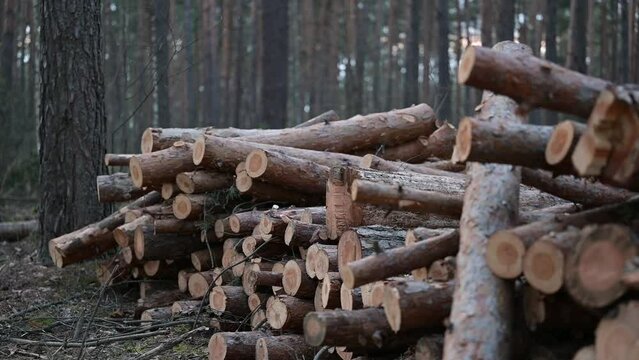Stack of cut trees in forest. Cutting pine forest, logging site, many logs of firewood