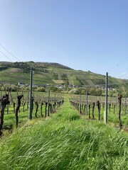 Vignes au printemps dans la vallée de la Moselle en Allemagne - Europe