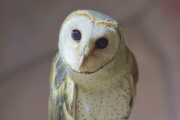 Close up of a barn owl (Tyto alba) in a cage