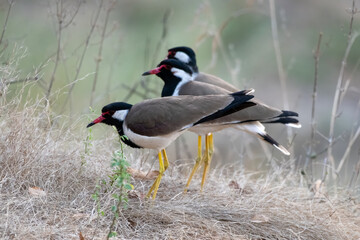 A group of red-wattled lapwings or Vanellus indicus seen at Jhalana Reserve in Rajasthan India