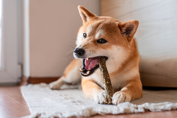 Red Shiba inu dog is gnawing dental stick indoors