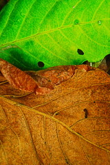 leaf macro