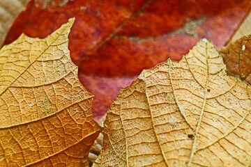 Colorful leaves background 