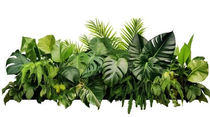 Tropical plants isolated on white background, clipping path included. - obrazy, fototapety, plakaty