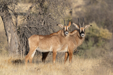 Naklejka na ściany i meble A rare roan antelope (Hippotragus equinus) in open grassland, Mokala National Park, South Africa