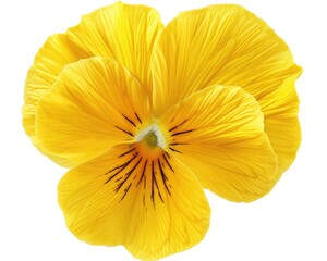 Isolated Yellow Pansy: Design Element for Spring Floral Blooms