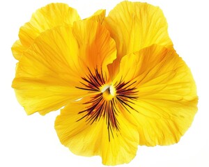 Isolated Yellow Pansy. Design Element of Bloom with Petals on Yellow Background. Perfect for Spring Flora-themed Projects