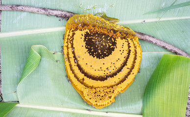 The appearance of a bee hive containing bee larvae after farmers have harvested the product