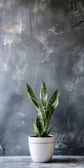 Modern Farmhouse Decor: Snake Plant (Sansevieria) in White Pot Against Grey Wall. Perfect Houseplant for Minimalist Home Design
