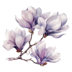 Magnolia flowers branch in watercolor style isolated on transparent background