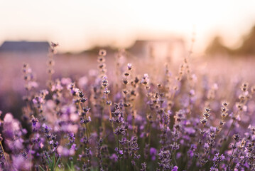 Lavender flowers with bokeh closeup. Composition of nature. Lavender field in Provence in soft sunlight. Photo with blooming lavender flowers. Lavender landscape, floral background for a banner.