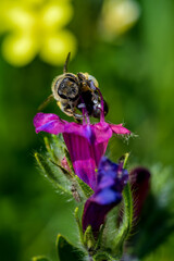 Macro de insectos en Madrid