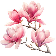 Fototapeta premium Magnolia flowers branch in watercolor style isolated on transparent background
