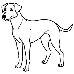      Dog vector illustration.
