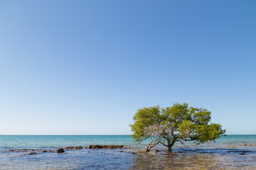 tree on beach in Mozambique