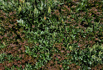 a combination of the appearance of two bushes in a hedge. red and white color and evergreen shrub
