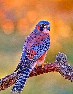 American kestrel on trree branch,watercolor
