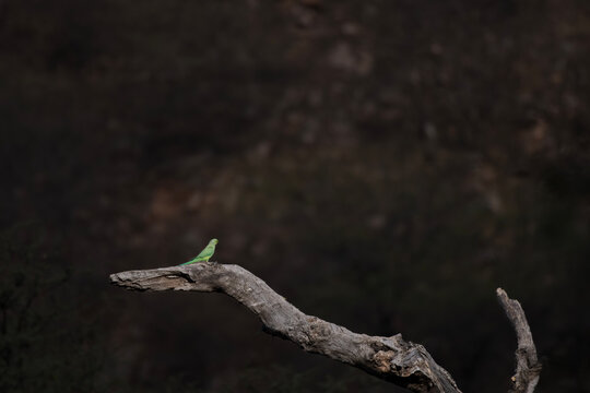 rose-ringed parakeet or Psittacula krameri, or ringneck parrot or the Kramer parrot, on a dead tree bark at Jhalana Reserve in Rajasthan India